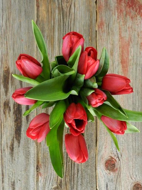 RED TULIPS